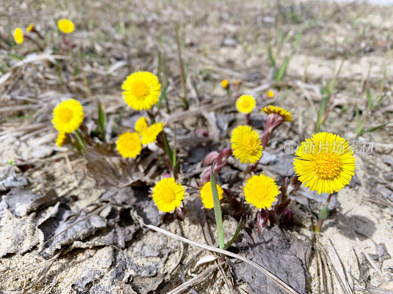 黄色款冬花(Tussilago farfara)在春天开放